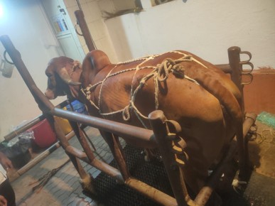 Cattele Unit At SPCA3